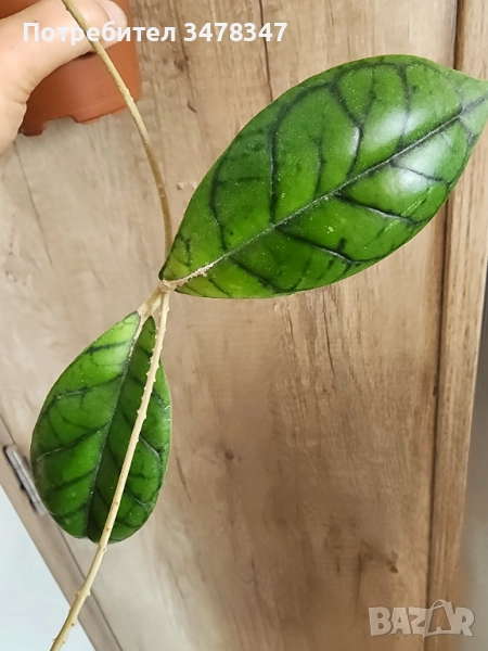 Хоя Callistophylla, снимка 1