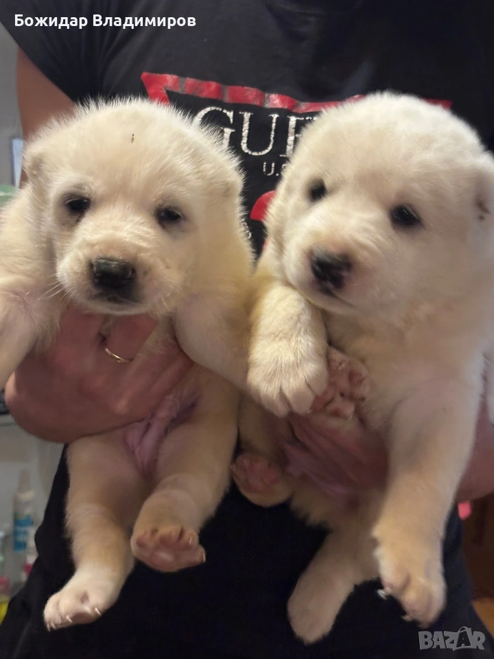 продавам алабайчета, снимка 1