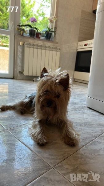 Продавам мъжко йорки на 4 г., снимка 1