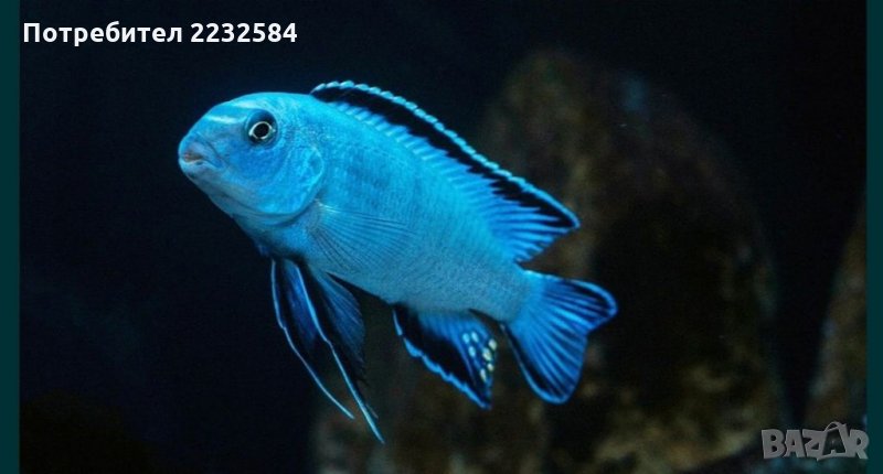 Рибки Африкански цихлиди, снимка 1