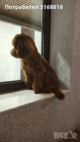 той пудел НЕ СЕ ПРОДАВА , снимка 1