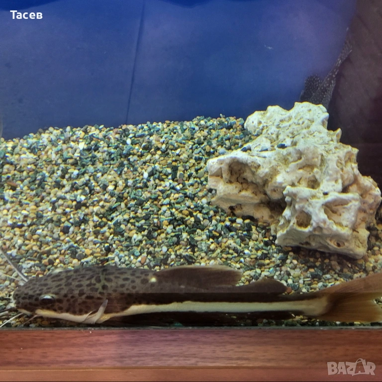 Червеноопашат сом 22см, снимка 1