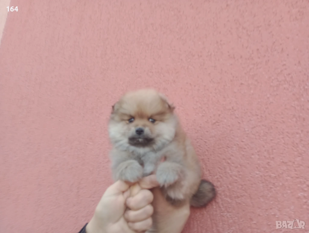 Мъжки Померан. Реални снимки от 20.01.26 г. , снимка 1