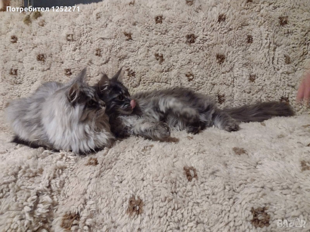 Мейн куун момче и момиче, снимка 1