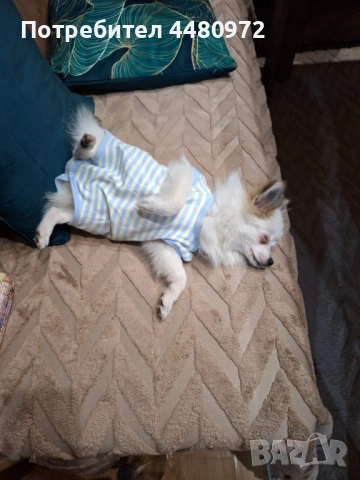 Шпиц/померан 6 месеца, снимка 2 - Померан - 53021218