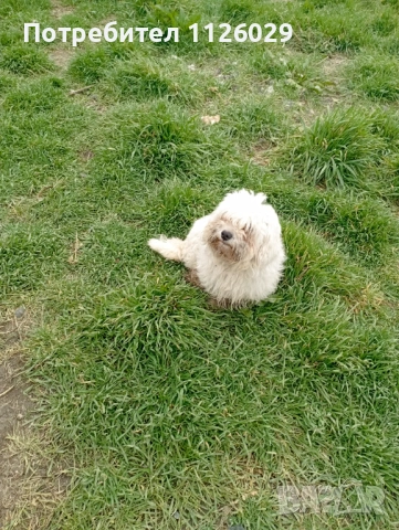 Малтийски болонки женски, снимка 6 - Болонка - 53719014