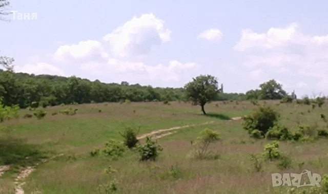 Морски парцел УПИ с ПРЗ, 9 842 кв. м - Без Комисионна!!!, снимка 2 - Парцели - 44410524