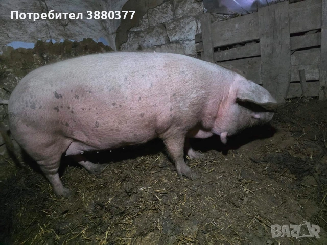 Женско прасе с менгуши