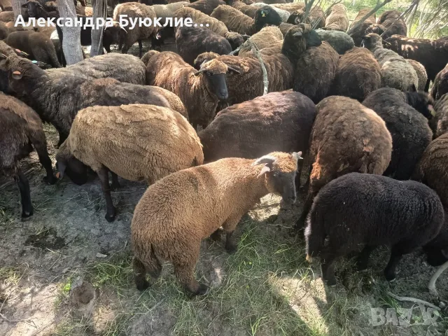 медночервени агнета 