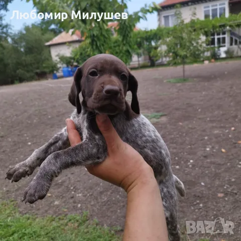 Курцхарчетаостанаха две женски, снимка 4 - Курцхаар - 56061474