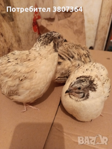 Продавам мъжки пъдпъдъци 3 лева за брой , снимка 18 - Кокошки и пуйки - 51025907