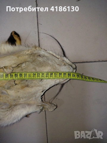 Кожа от лисица. , снимка 2 - Други - 53750476