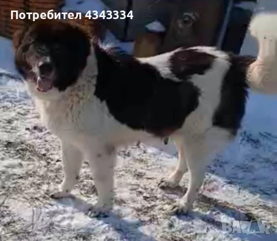 Българско овчарско куче БОК