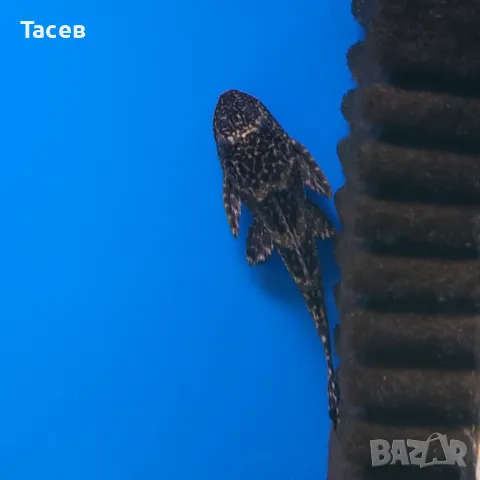 Хипостомус 10см, снимка 1