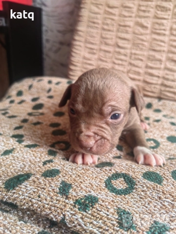 Питбулчета за продажба! 🐾 , снимка 13 - Питбул - 52518976