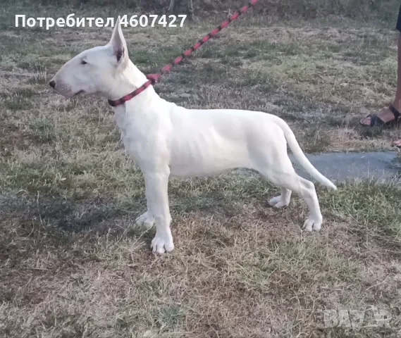 Бултериер кученце