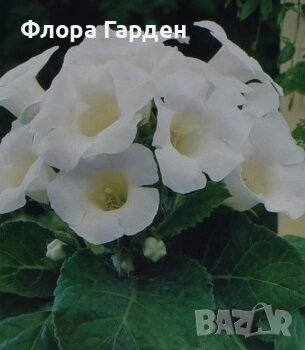 БЕГОНИЯ и ГЛОКСИНИЯ - Грудки, снимка 18 - Сортови семена и луковици - 49235759