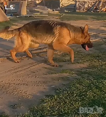 НОК женска, нa 3 г., снимка 1