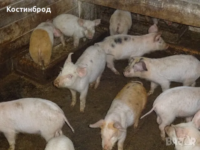 УГОЕНИ ПРАСЕТА. промоция до края на месеца., снимка 3 - Прасета - 48062072