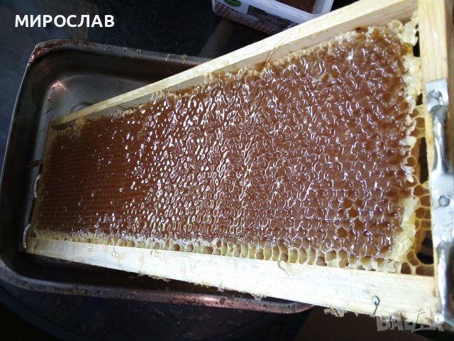 ПЧЕЛЕН МЕД 2023, снимка 3 - Пчелни продукти - 39532906