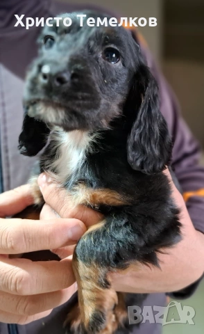 Продавам малки кокер шпаньоли, снимка 2 - Кокер шпаньол - 53458798