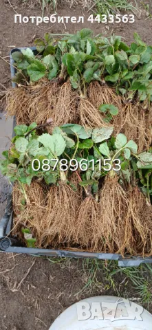 Целогодишни сортове  Расзад ягоди и манни , снимка 9 - Разсади - 49743611