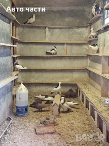 пазарджишки гълаби на хвърче не, снимка 7 - Гълъби - 48931182