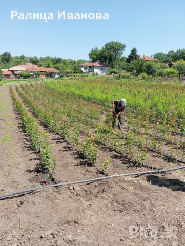 Овощен разсадник с. Кошарна 