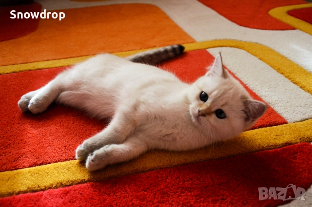 Сребърна чинчила, снимка 2 - Британска късокосместа - 52955757