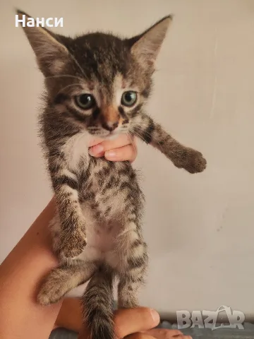 Подарявам 3 малки котета, снимка 5 - Други - 55753064