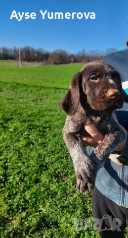 Kucuhari, снимка 6 - Курцхаар - 52918054