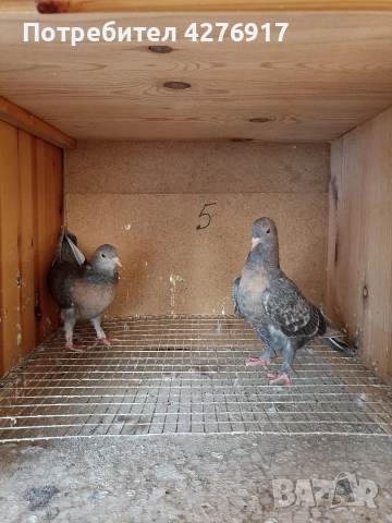 Високолетящи и въртящи се гълъби. Има още 3 двойки и една мъжка., снимка 4 - Гълъби - 52659207