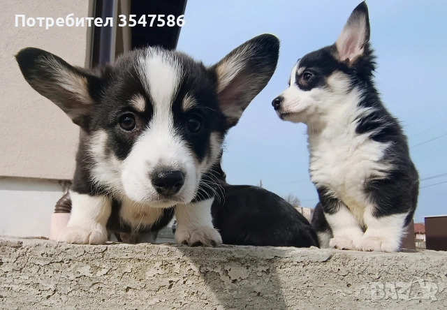 Трицветни кученца Уелско корги пембрук - мъжки