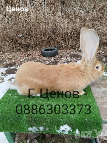 Продавам зайци великани, снимка 8 - Други - 49729000