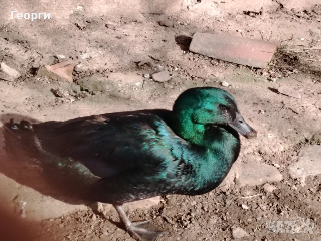 Продавам петли Брама и Каюги, снимка 9 - други­ - 52947667