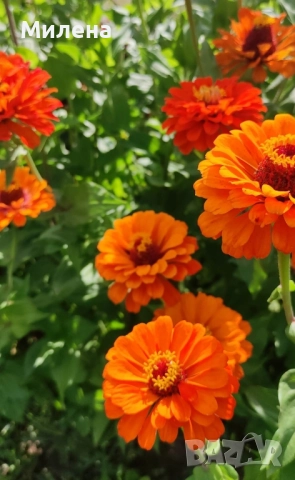 Семена висока и ниска циния , снимка 12 - Сортови семена и луковици - 49165896