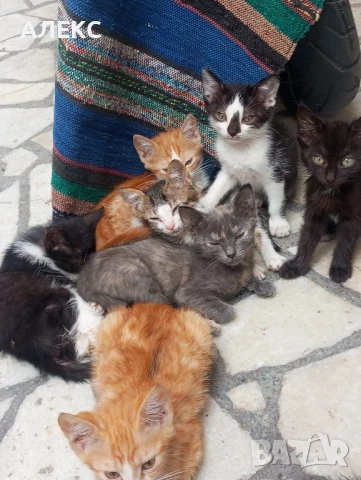 ПОДАРЯВАМ КОТЕНЦА, снимка 18 - Мейн кун - 50985226