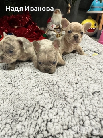 Френски булдог - Мерле, снимка 5 - Френски булдог - 52795127