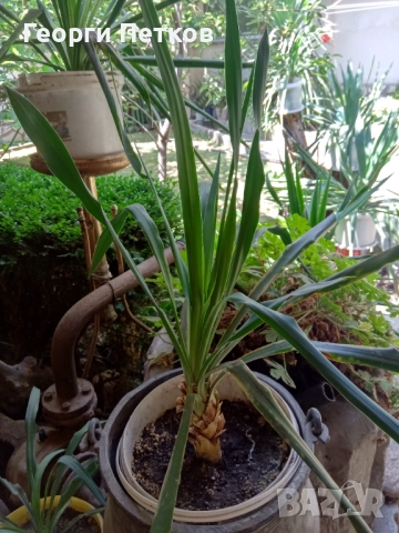 Юка/Столетник, снимка 6 - Градински цветя и растения - 51857643