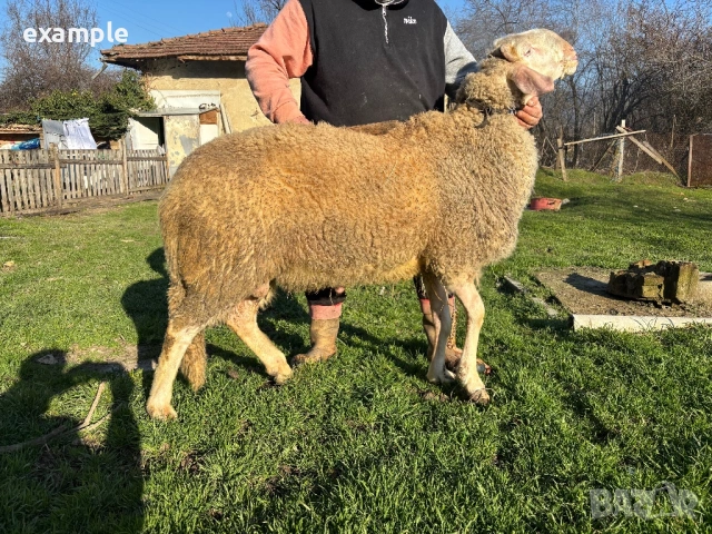 Продават се коча с овцете
