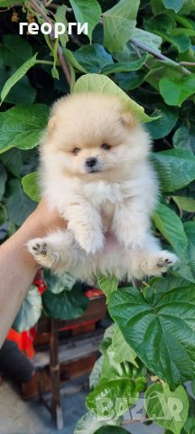Померан померанче, снимка 5 - Померан - 41146182