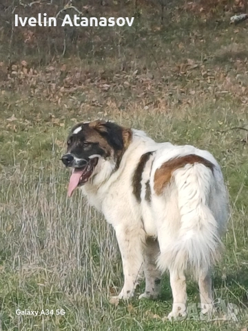 Каракачанки, снимка 10 - Каракачанска овчарка - 53474484