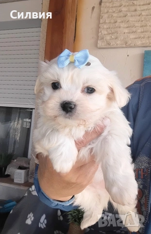 предлагам малтийска болонки 