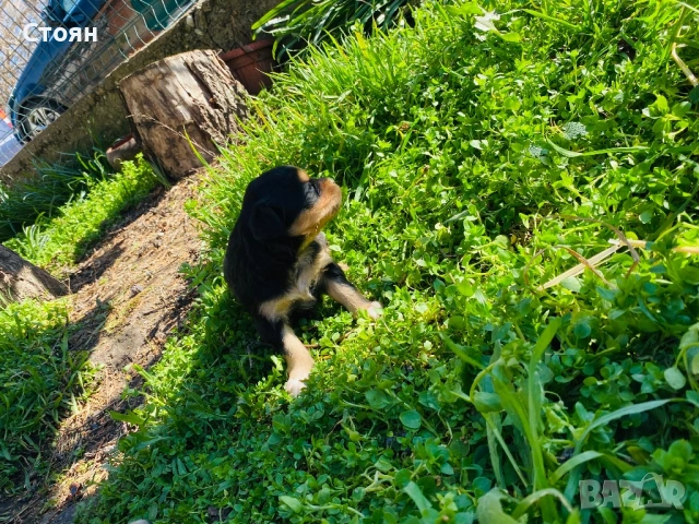 Мини пинчери 