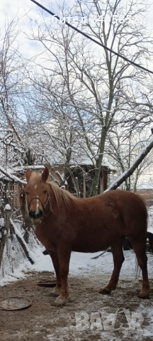 продавам кобила добра и кротка, снимка 2 - Коне - 53580624