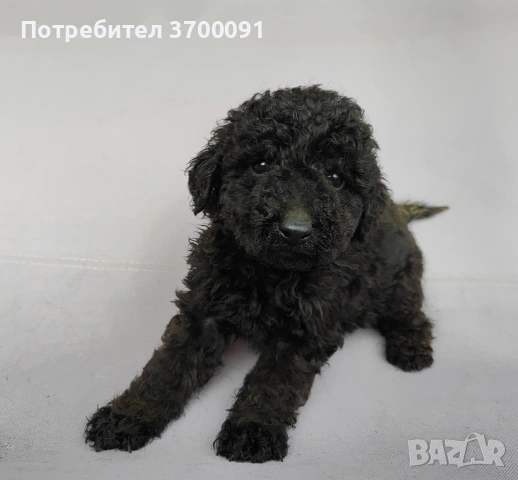 пудел / черни пуделчета , снимка 5 - Пудели - 53003764