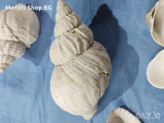 Океански дарове., снимка 3 - Други ценни предмети - 48999717