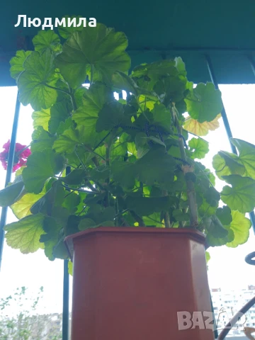 Мушкато,сандъчета,големи,отгледани,последни бройки,ДОГОВАРЯНЕ,готови за декорация и ползване за дома, снимка 5 - Градински цветя и растения - 50448492