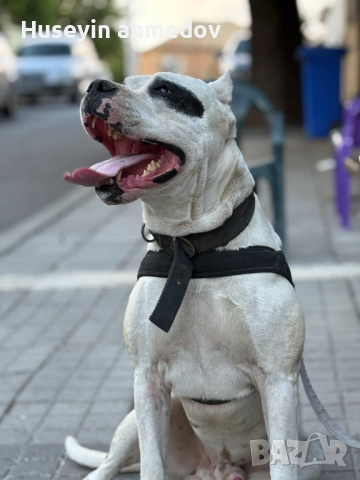 Мъжко уче Дого Аржентино , снимка 5 - Дого аржентино - 52894100