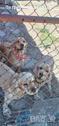 кучета обучени за трюфели , снимка 2 - Други - 47964799